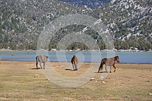 Wild horses are running