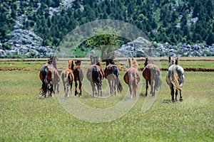 wild horses running freely on the plateau