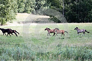 wild horses running at a gallop in a countryside plain. Green me