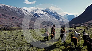 Wild Horses Running. Herd of horses running on the steppes in the background mountain. Sunset