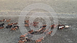 Wild Horses Running. Herd of horses, wild mustangs running on steppes to river. 4k hdr high quality video