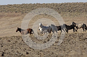 Wild horses running through sagebrush photo