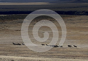 Wild horses running through sagebrush photo