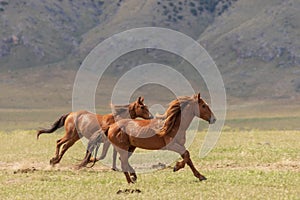 Wild Horses Running in Summer