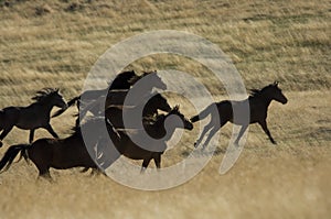 Wild horses running in tall grass