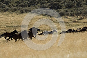 Wild horses running in tall grass