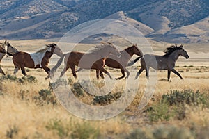 Wild Horses Running in the Utah Desert