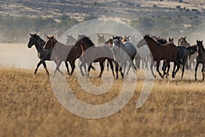 Wild Horses Running in the Utah Desert