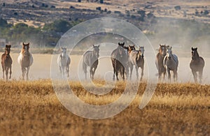 Wild Horses Running in the Utah Desert
