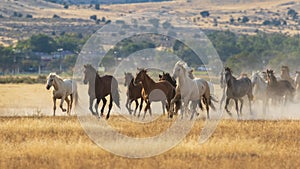 Wild Horses Running in the Utah Desert