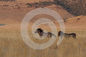 Wild Horses Running in the Utah Desert