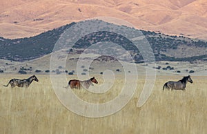 Wild Horses Running in the Utah Desert