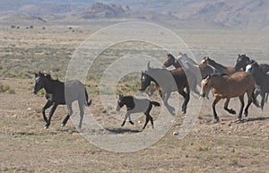 Wild Horses Running in the Utah Desert