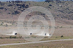 Wild Horses Running in the Utah Desert in Spring