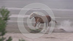 Wild Horses Running in the Utah Desert in Spring