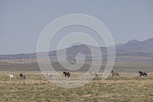 Wild Horses Running in the Utah Desert in Springtime