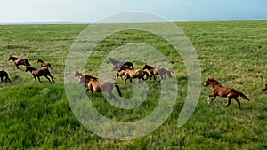 Wild Horses Running, Wild mustangs run on the beautiful green grass, Dust from under the hooves. Herd of horses