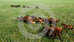 Wild Horses Running, Wild mustangs run on the beautiful green grass, Dust from under the hooves. Herd of horses