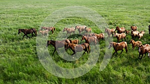 Wild Horses Running, Wild mustangs run on the beautiful green grass, Dust from under the hooves. Herd of horses