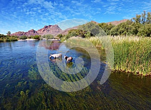 Wild Horses @ Salr River (Rio Salado) Arizona