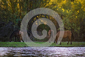 Wild Horses on the Salt River