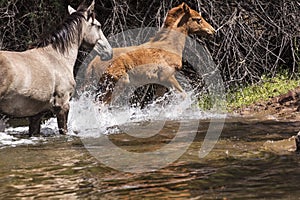 Wild Horses on the Salt River, Tonto National Forest