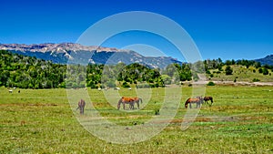 Wild horses in San Martin de los Andes