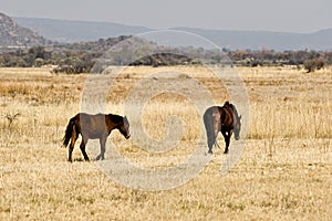 Wild horses on savannah