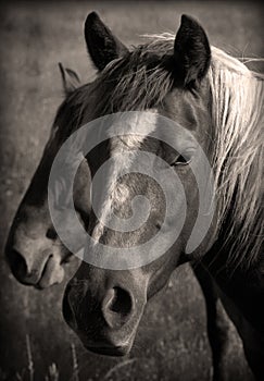 Wild Horses Sepia