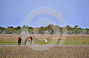 Wild Horses at Shackleford Banks