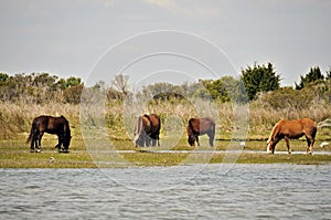 Wild Horses at Shackleford Banks