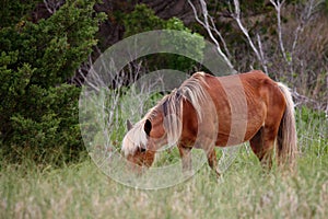 The Wild Horses of Shackleford Banks