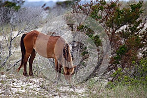 The Wild Horses of Shackleford Banks