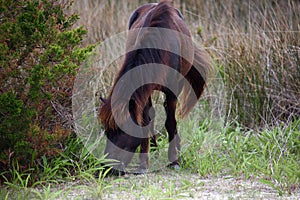 The Wild Horses of Shackleford Banks