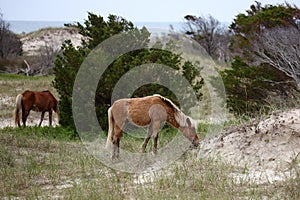 The Wild Horses of Shackleford Banks