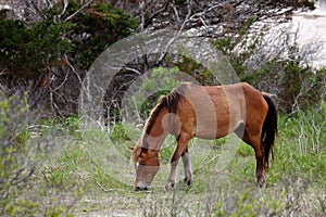The Wild Horses of Shackleford Banks