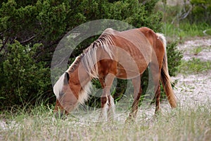 The wild horses of Shackleford Banks