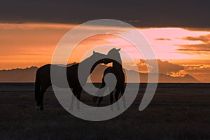 Wild Horses Silhouetted at Sunset in the Desert