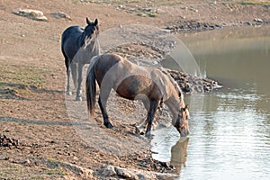 Wild Horses - Sooty Palomino and Black Stallions drinking at the waterhole in the Pryor Mountains Wild Horse Range - Montana USA