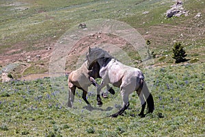Wild Horses Stallions Fighting in the Pryor Mountains Montana