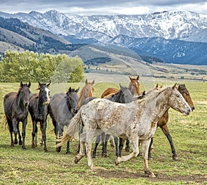 Wild horses stampede