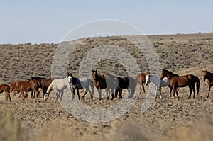 Wild horses standing and feeding