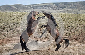 Wild horses standing and hugging in McCullough Peaks Area in cody, Wyoming with blue sky