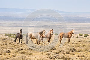 Wild Horses Standing Protectively Around Colt