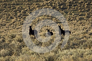 Wild horses standing in sagebrush photo