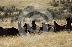 Wild horses standing in tall grass