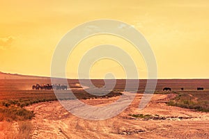 Wild horses steppe road Kazakhstan