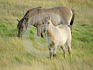 Wild horses in the steppe.