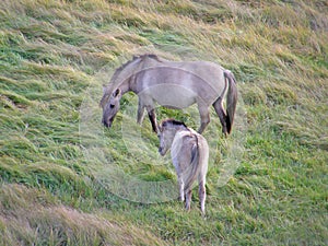 Wild horses in the steppe.