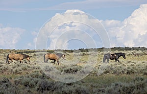 Wild Horses in Summer in the Wyoming Desert